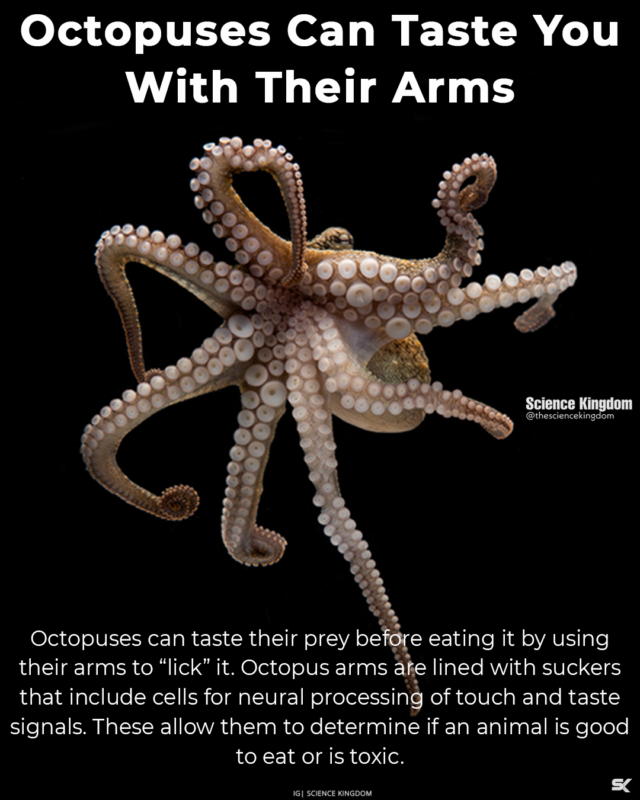 Octopus